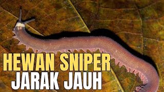 Seperti Sniper Hewan Memiliki Senjata Jarak Jauhnya Sendiri [upl. by Irafat757]