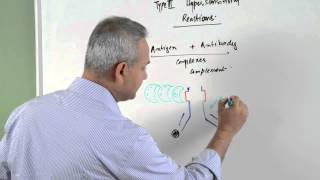 Immunology lecture 15  Type III Hypersensitivity Reactions 16 [upl. by Merriott]