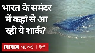 Whale Shark in India  भारत के समंदर में कैसे आ रही है इतनी सारी व्हेल शार्क BBC Hindi [upl. by Julietta]