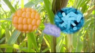 Genetically Modified Foods [upl. by Aribold]