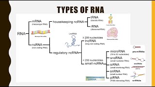 Structure Function and Types of RNA mRNA tRNA rRNAlncRNA miRNA siRNA snoRNA snRNA piRNA [upl. by Novel]