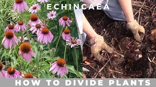 How to Divide Echinacea Purpurea purple coneflower [upl. by Dawaj]