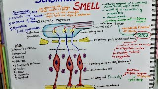 Sensation Of Smell Olfactory Pathway  Physiology [upl. by Rtoip]