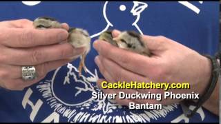 Silver Duckwing Phoenix Bantam Chicken Breed [upl. by Erdeid534]