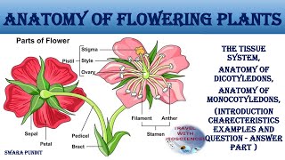 Anatomy of Dicotyledonous and Monocotyledonous Root Plants Explained Class 11th NCERT [upl. by Htessil442]