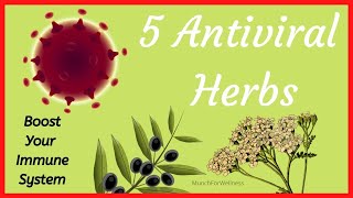 🌿🌿5 Antiviral Herbs That Boost Immune System Naturally 🦠 Fight Off Viruses with Natural Remedies [upl. by Anaynek884]