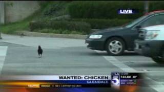 Crazy Chicken Crosses Road To Be on Live TV [upl. by Qirat]