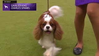 Cavalier King Charles Spaniels  Breed Judging 2024 [upl. by Nediarb46]