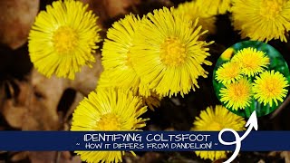 Identifying Tussilago  Coltsfoot vs Dandelion [upl. by Petua]