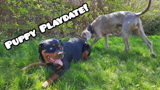 Rottweiler Vs Weimaraner 🐾 [upl. by Halik]