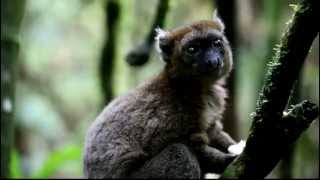 Greater Bamboo Lemurs Playing in Madagascars Ranomafana Rainforest [upl. by Wilfrid]