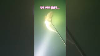 양태 moon dragonet fish 스킨해루질 해루질 diving 바다 sea 물고기 koreasea koreafish 동해 포항 [upl. by Adams]