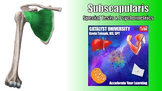 Subscapularis Tears  Special Tests  Rationale amp Interpretation [upl. by Anayd]