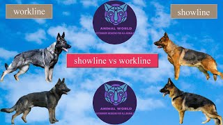 الفرق بين كلاب الجيرمن شيبرد الشولاين و الورك لاين SHOWLINE VS WORKLINE GERMAN SHEPHERD 2021 [upl. by Ociral847]