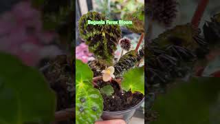 Begonia Ferox in bloom  Planted Mind  shorts bloom [upl. by Anuahsar]