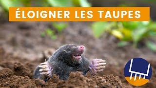 Éloigner les taupes naturellement [upl. by Hines]