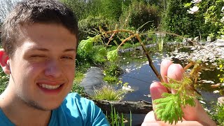 LES PLANTES AQUATIQUES  LA MYRIOPHYLLE [upl. by Anihsak]