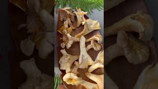 chanterelles goodtaste good buenosmomentos hongos fall season [upl. by Halyk]