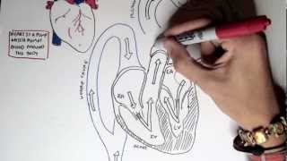 Cardiology  Heart Physiology I Cardiac Myocyte and Membrane Potential [upl. by Medorra]