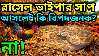 চন্দ্রবোড়া বা উলুবোড়াRussells viper snakeরাসেল ভাইপার সাপ Daboia russelii snake [upl. by Liek]