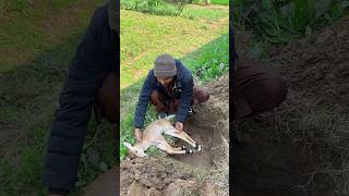 Nilgai Baby Is No More ytshort short nilgai viral [upl. by Stempien]