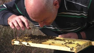 Frühjahrsputz am Bienenstand [upl. by Lama785]