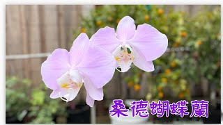 March 29 2024粉紅原生種蝴蝶蘭 桑德蝴蝶蘭Phalaenopsis sanderiana Wilson 304 [upl. by Durwood]