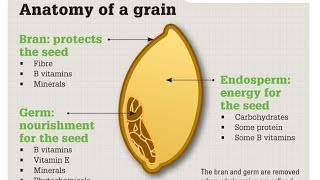 Who Invented Whole Wheat Flour [upl. by Sutelc]