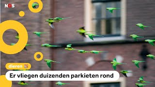 In Nederland vliegen superveel exotische vogels [upl. by Ellehsyt]