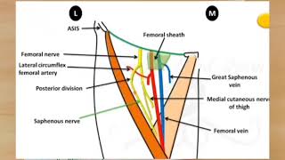 FEMORAL TRIANGLEANATOMY  LOWER LIMB WITH NOTES  IN TAMIL [upl. by Urbain]