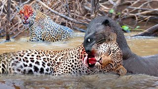 Leopard And Crocodiles Fail Miserably When They Want To Kill The Ferocious Underwater Otters [upl. by Akenat]