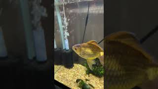 Long fish poop 💩 fishtank poop aquarium healthylifestyle viralpost shorts youtuber [upl. by Eceeryt]