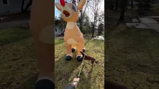 Dog vs Giant Inflatable Rudolph Epic Sniffing Showdown 🐾🦌 dog shortvideo [upl. by Aramad67]