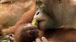 An Overweight Orangutan Loses His Banana Privileges [upl. by Anselmi865]