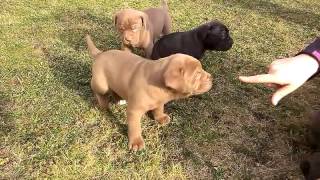 BANDOG PUPPIES SORBON x RITA Z TOPOLIHO DVORA 2016 [upl. by Euqinitram849]