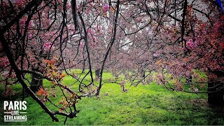 PARIS Cherry blossoms Hunting Live Streaming 04April2022 [upl. by Ahseneuq170]