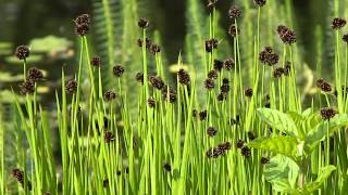 Juncus ensifolius [upl. by Niliac797]