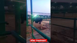 Lameness treatment shorts viralvideo [upl. by Garate]