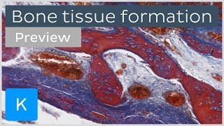 Bone tissue formation ossification and cells preview  Human Histology  Kenhub [upl. by Toole970]