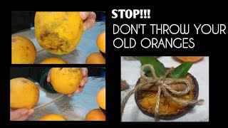 DEHYDRATING DRYING ORANGES IN THE OVEN DIY CHRISTMAS ORNAMENTS FILIPINA IN GREECE VLOG [upl. by Weitman]