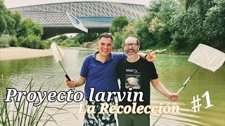 PROYECTO LARVIN 1  La Recolección [upl. by Quincey35]