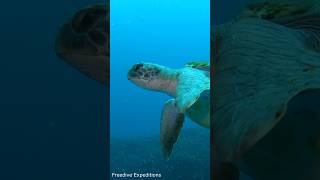 Extremely rare TURTLE behavior 🐢❤️ turtle ocean fish diving underwater freediving fish [upl. by Belsky]