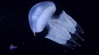 Rhizostome jellyfish or barrel jellyfish Rhizostoma pulmo Медуза корнерот [upl. by Atin61]