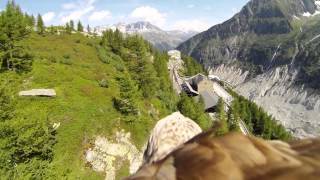 Flying eagle point of view 1 [upl. by Silin]