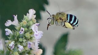 BlueBanded Bee amp Friends Perth Western Australia [upl. by Pharaoh]