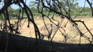 Texas Nilgai Hunt September 2011 Wildlife Systems [upl. by Britteny]