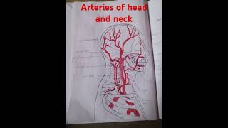 arteries of head and neck anatomyclass anatomy arteries face biology [upl. by Leaj]