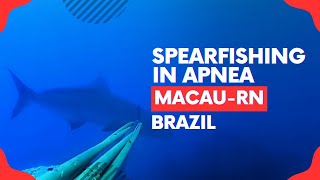 🎣 SPEARFISHING IN APNEA  MACAURN BRAZIL 🌊🐟 spearfishing fishing submarinefishing [upl. by Bora]