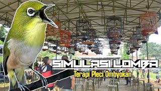 Simulasi Lomba Burung Ampuh Buat Terapi Pleci Ombyokan Mu [upl. by Nolyarb]