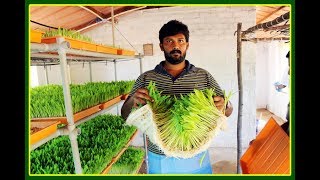 ஹைட்ரோபோனிக்ஸ் பற்றிய விளக்கங்கள்  Hydroponics Fodder Cultivation FAQ [upl. by Elocim269]